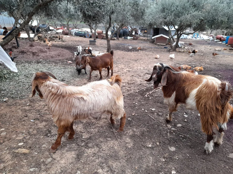 Goats on the farm in Katochori