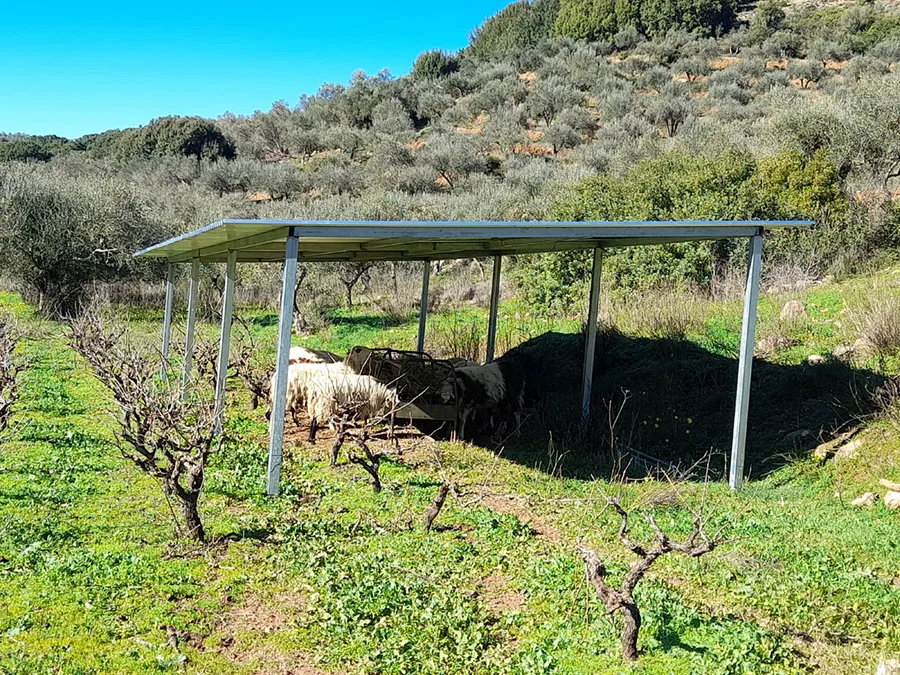 Olive trees and vines on the Mavres farm