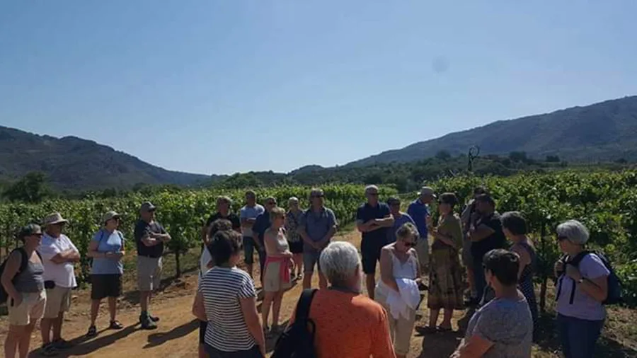 Guests walking through the vineyard
