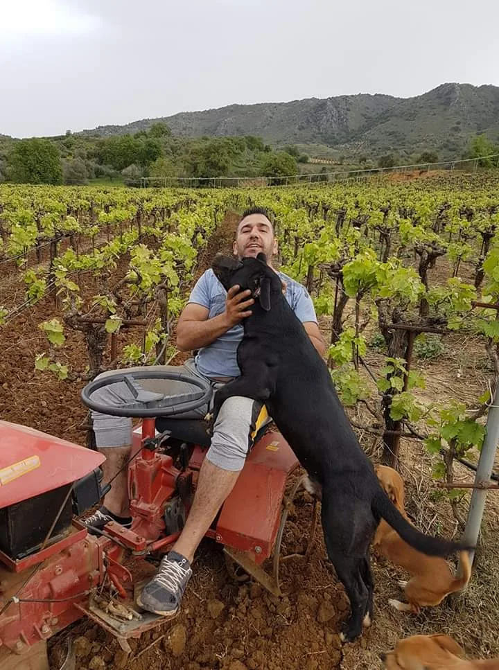 Working in the Mavres vineyard